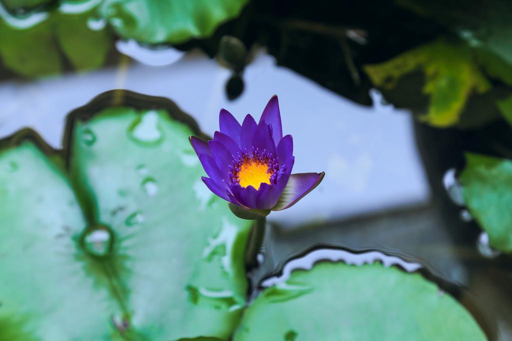 Village Love Homestay Hội An Kültér fotó